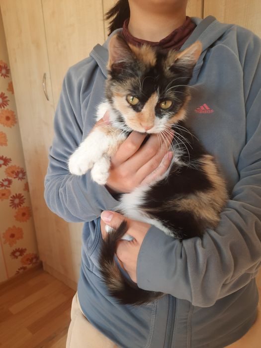 Отдам котенка в добрые руки