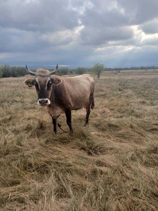 Vând Vaca de munte