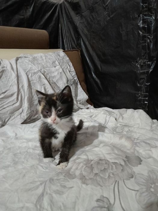 Котенок разноцветный