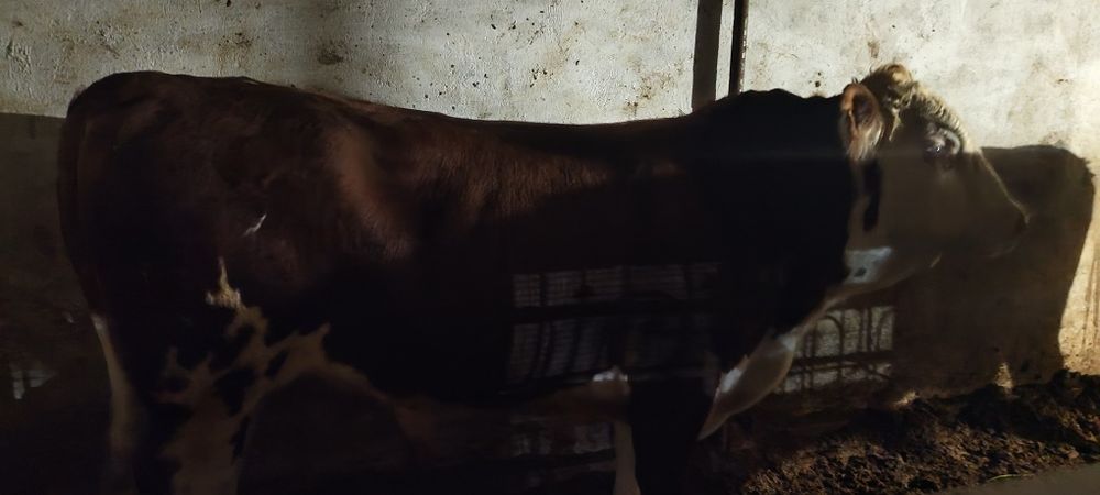 Продаю бычков сементал, белоголовые