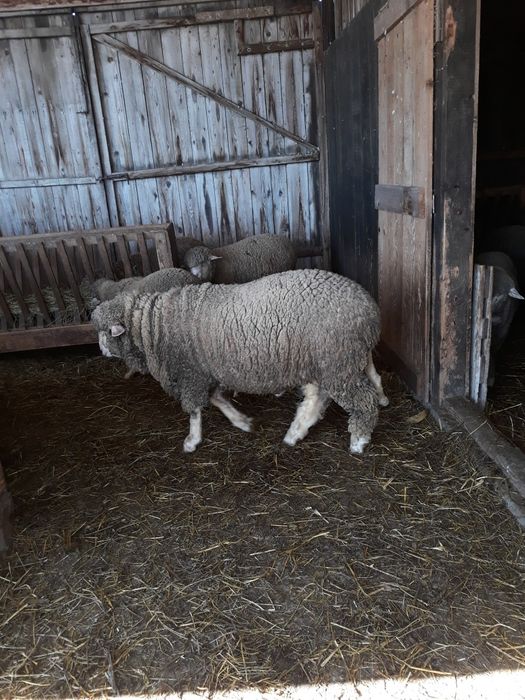 Vand 15 mioare de anul trecut(aprilie 2025)