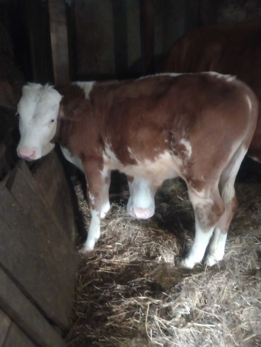 Vând vițel bălțată românească