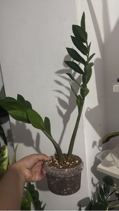 Уй гулдери сатылады