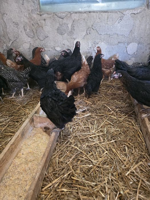 Puicuțe ouătoare mai multe culori și Găini Carne