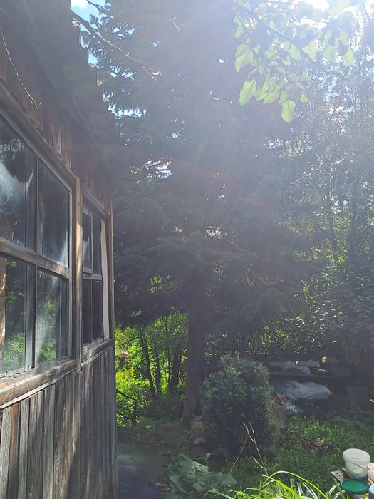 Продам пасеку дачу