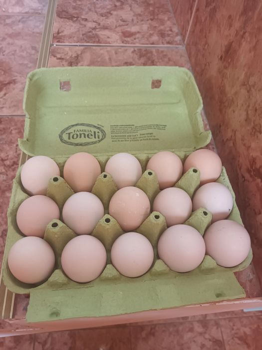 Ouă pentru incubat Australorp Negru Bragadiru ILFOV