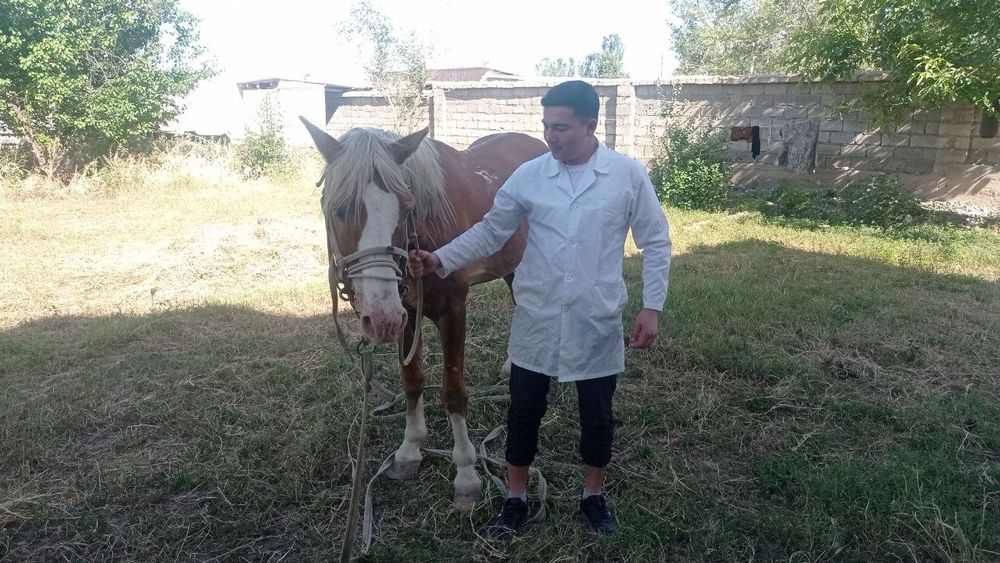 Veterinariya xizmat UZI apparati xizmati