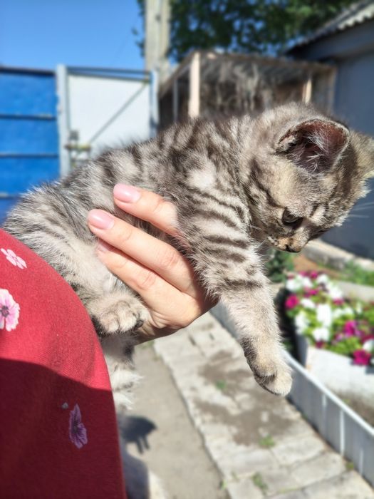 Котята, все мальчики