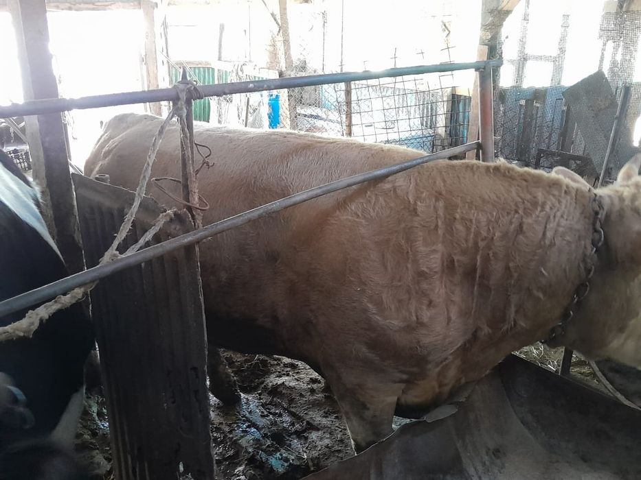 Продам двух быков