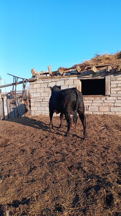 Продам быка молодняк