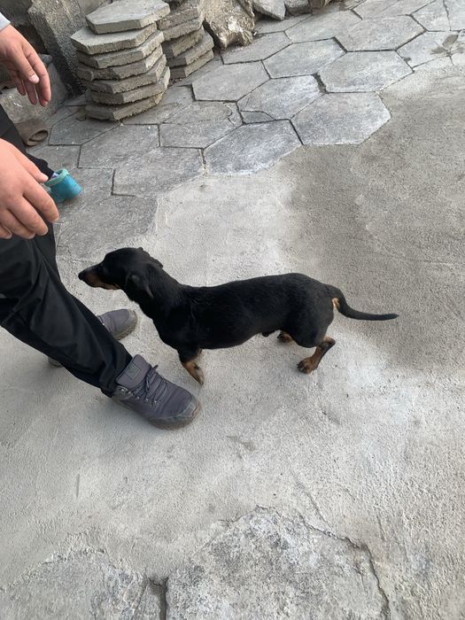 Продается собака Такса