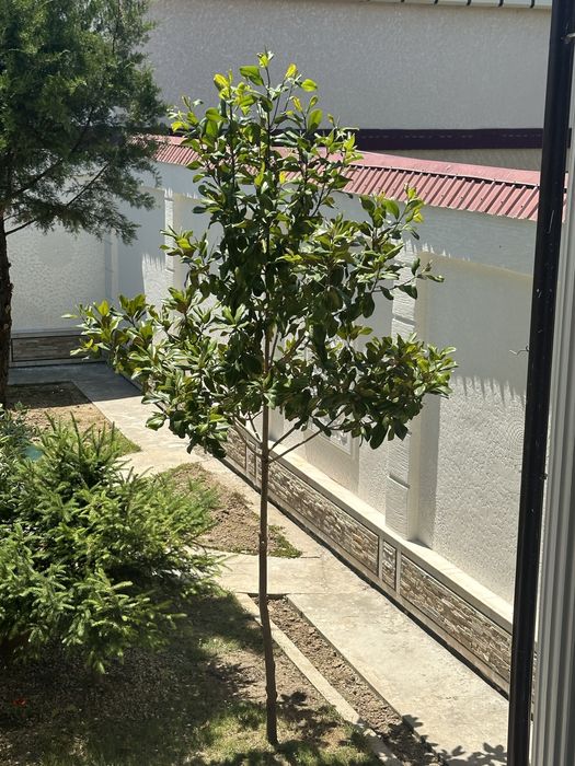 2ta Mangoliya sotiladi