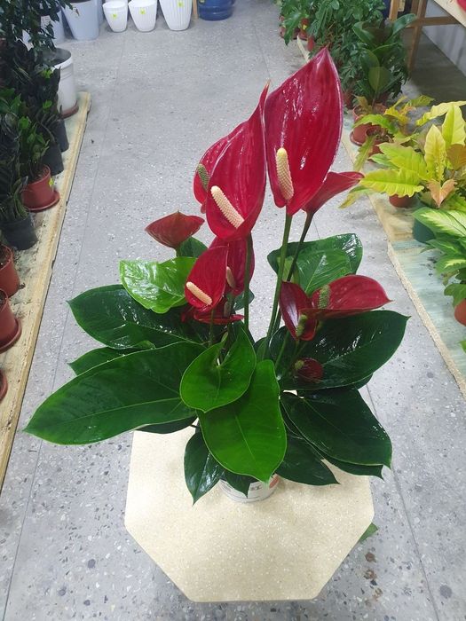 Anturium Антуриум гигант