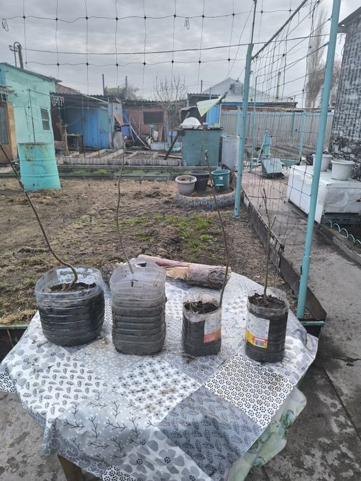 Продам саженцы рябины обыкновенной