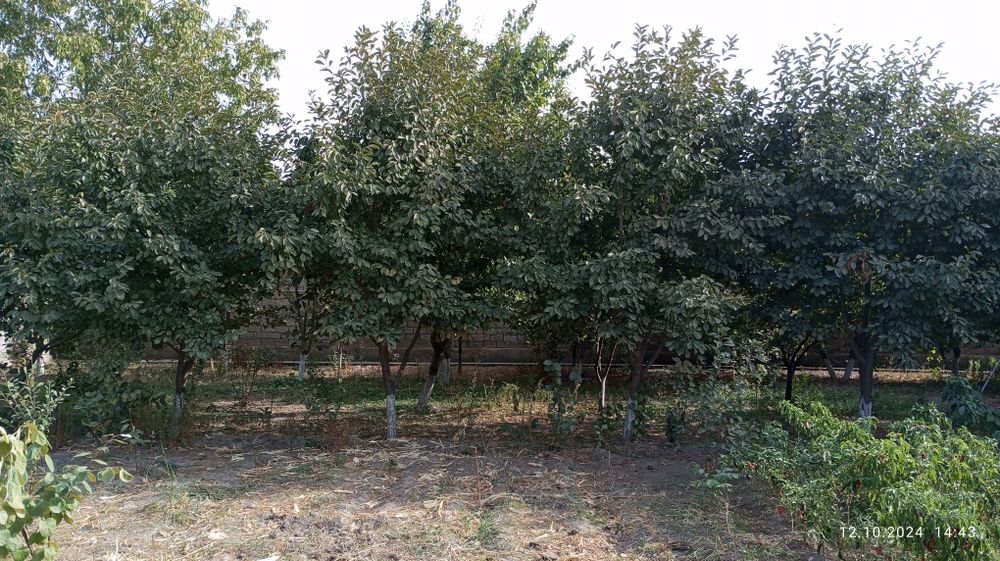 Yer sotiladi Yuqorichirchiq rayonida