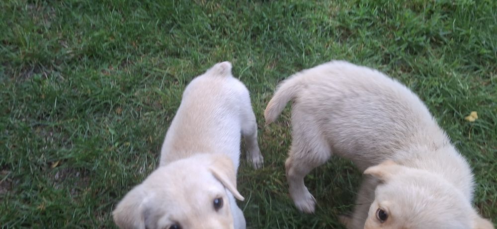 Ofer spre adopție căței Labrador.GRATIS