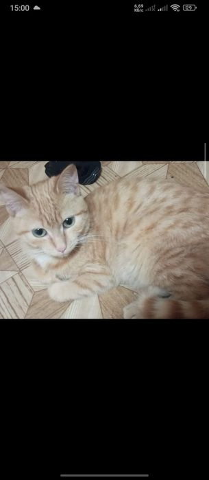 Отдам кошек в хорошие руки