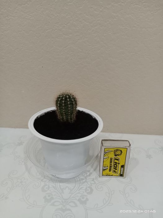 Комнатные цветы.Кактус в стаканчике.