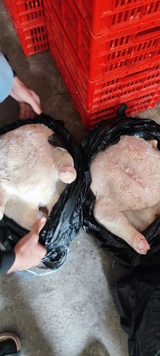 Kurka broller 10kg-20kg