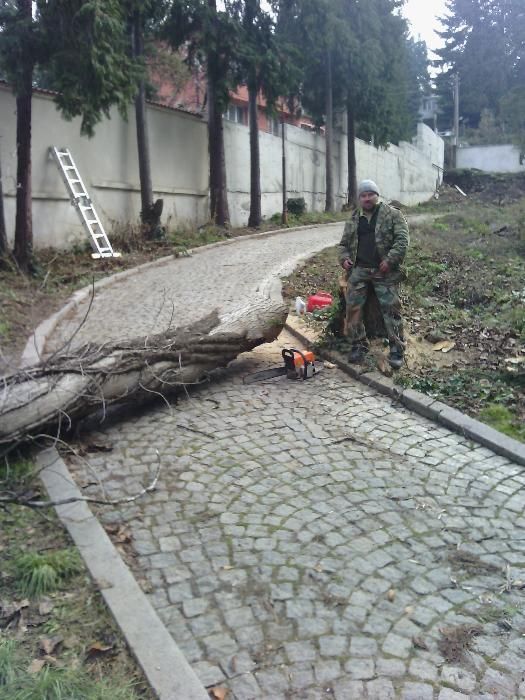 Резитба на големи дървета