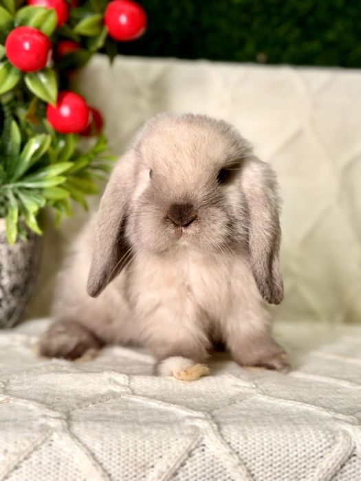 Карликовые кролики. Karlik quyonlar. Quyon Куйон Кролик