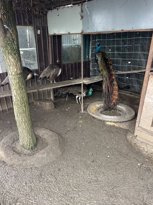 Vand pauni si păunițe