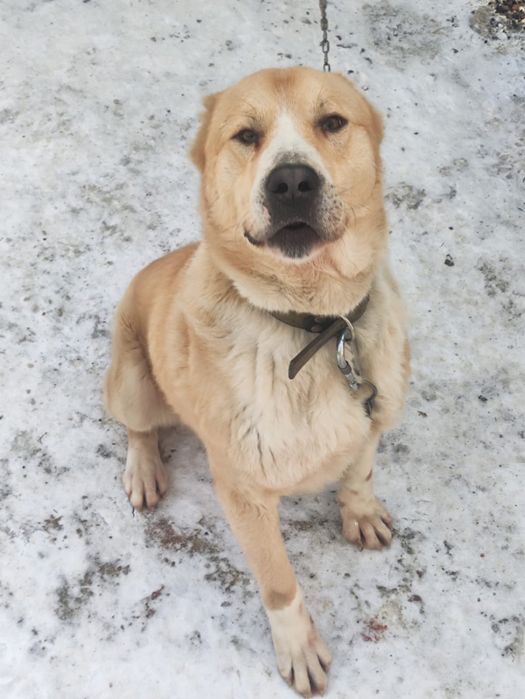 Продам Алабая 2 года