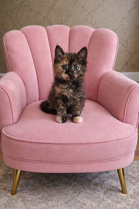 Отдам котенка. Девочка 2 месяца