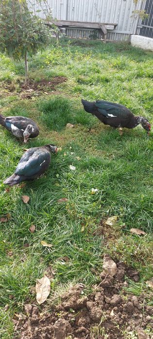 Rațe leșești crescute bio