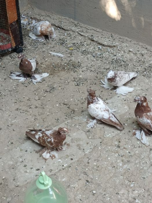 Продаются голуби