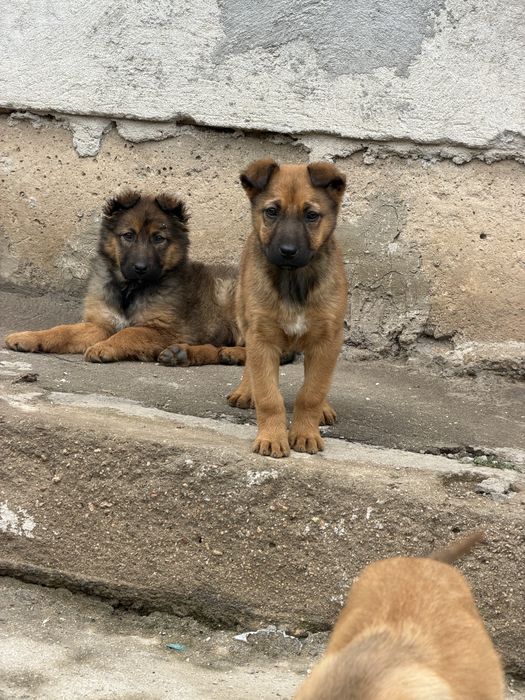 Белгийски овчарки