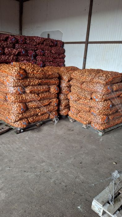 Cartofii de sămânță