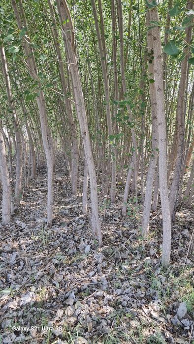 Терак яшик учун, калифорния нави хар хил  размерда