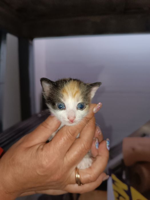 Отдам котят в добрые руки