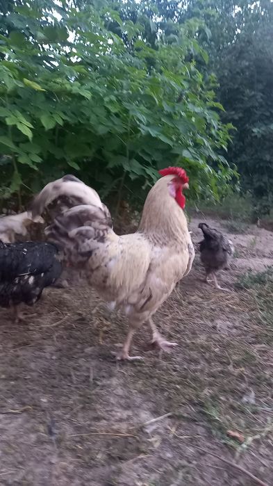 Петух Пущкинской породы