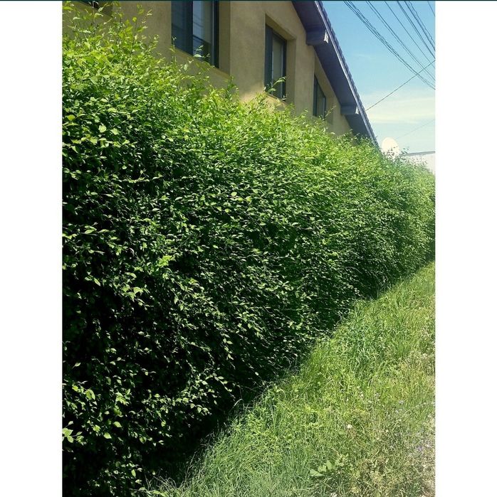 Gard viu  Lemn cainesc