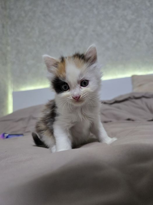 Отдам котят в добрые руки!