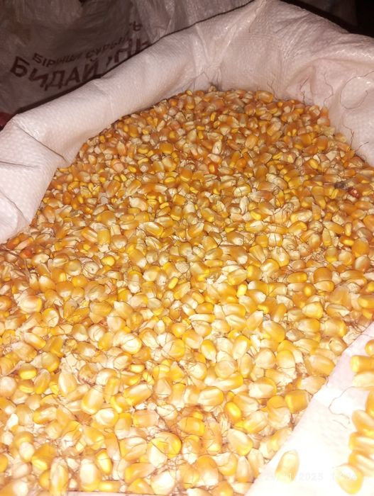 Makka juhori 5000 soʻm