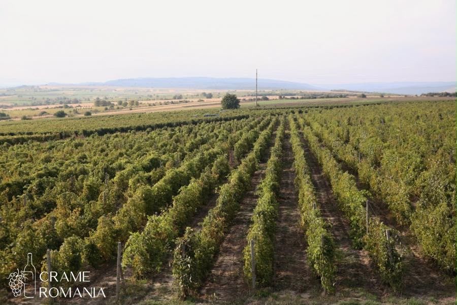 De vanzare struguri de vin