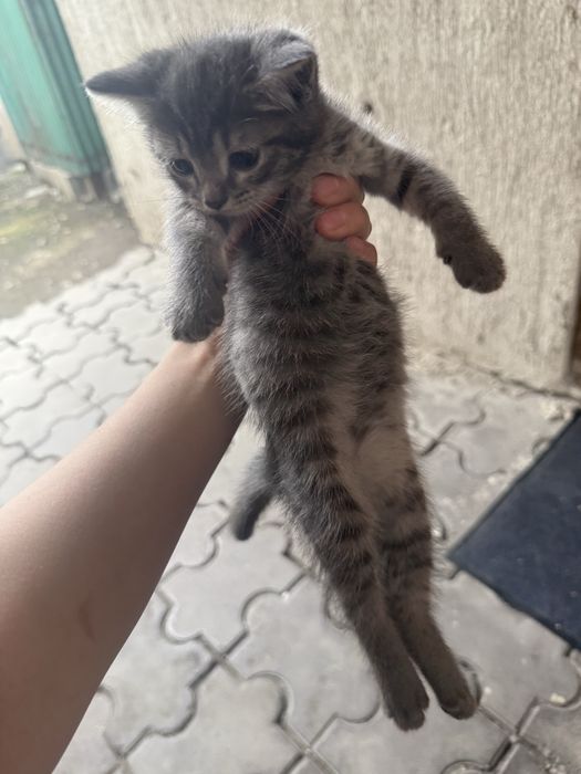 Отдам бесплатно котят