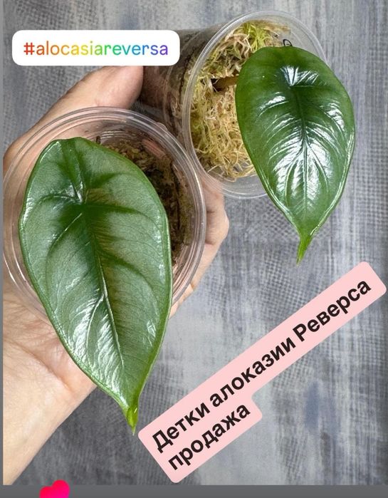 Продам детки алоказии