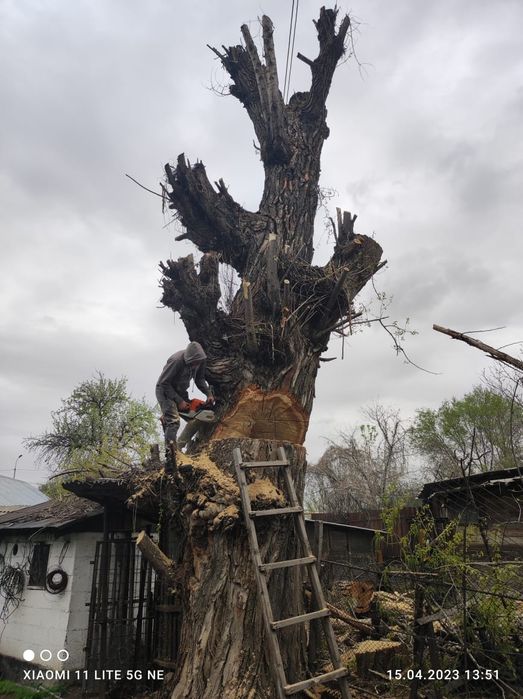 Спил. Пилим деревя