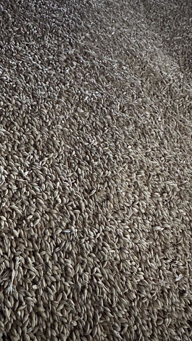 Orzoaica de primavara