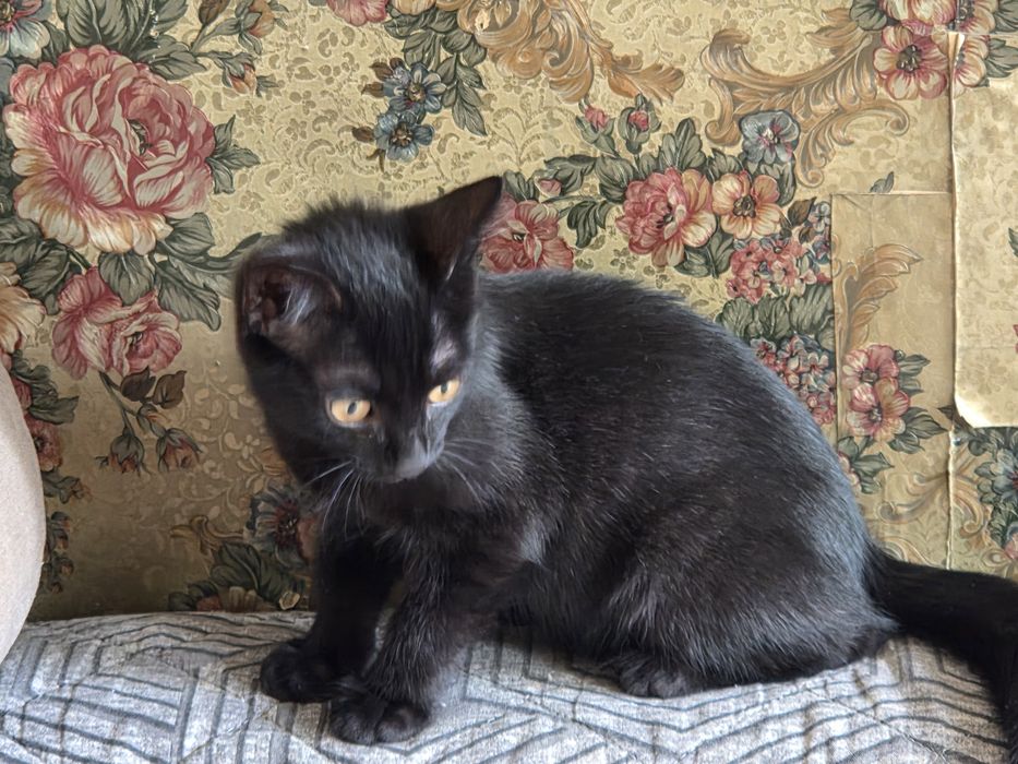 Котёнок чёрный (мальчик)