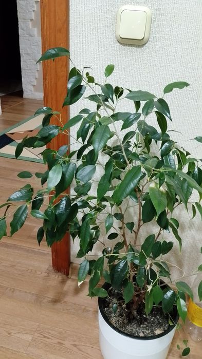 Продам цветы срочно недороо