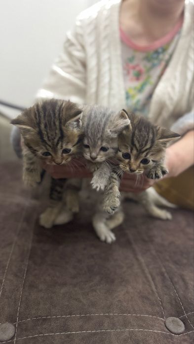 Котята ищут добрых хозяев
