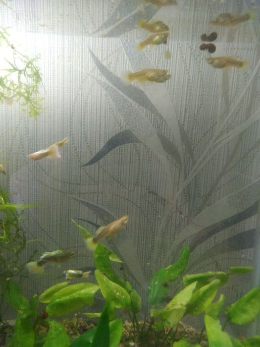 Продам гуппи чистая линия