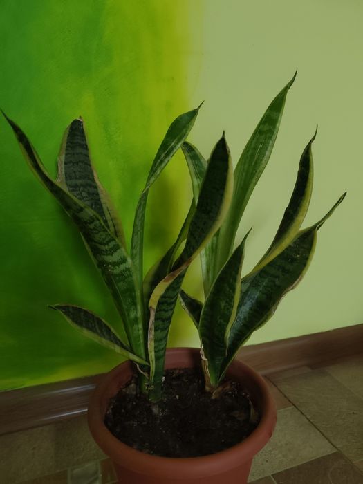 Продам комнатные цветы