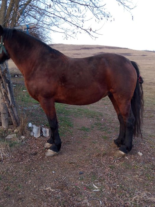 Vind iapa bună de căruță