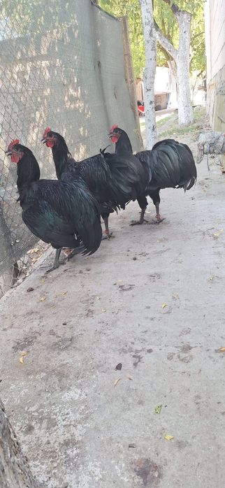 Vând puicii de austrlorop și cocoși